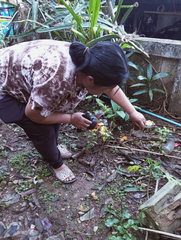 9 กันยายน 2568 นางอัจฉรา ทวีเกื้อกูลกิจ นายกองค์การบริหารส่วนจังหวัดตาก มอบหมายให้ รพ.สต.บ้านสันป่าไร่ ร่วมกับ อาสาสมัครสาธารณสุข หมู่ที่ 2,3,5,6และ7 ตำบลพระธาตุ รณรงค์สำรวจและทำลายแหล่งเพาะพันธ์ลูกน้ำยุงลาย รอบที่ 1 เดือน กันยายน 2568