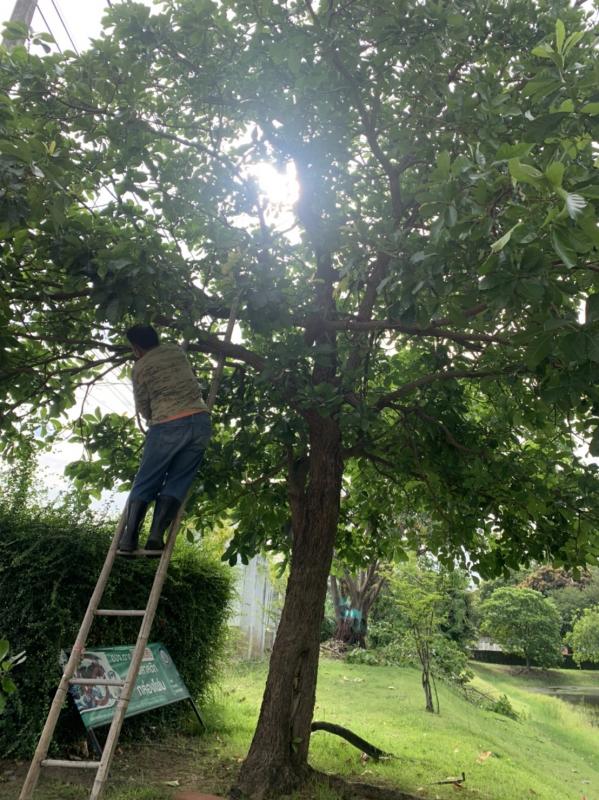 ดำเนินการตัดแต่งกิ่งไม้ บริเวณรอบรั้วด้านข้างสำนักงานองค์การบริหารส่วนจังหวัดตาก พร้อมทั้งปรับปรุงภูมิทัศน์