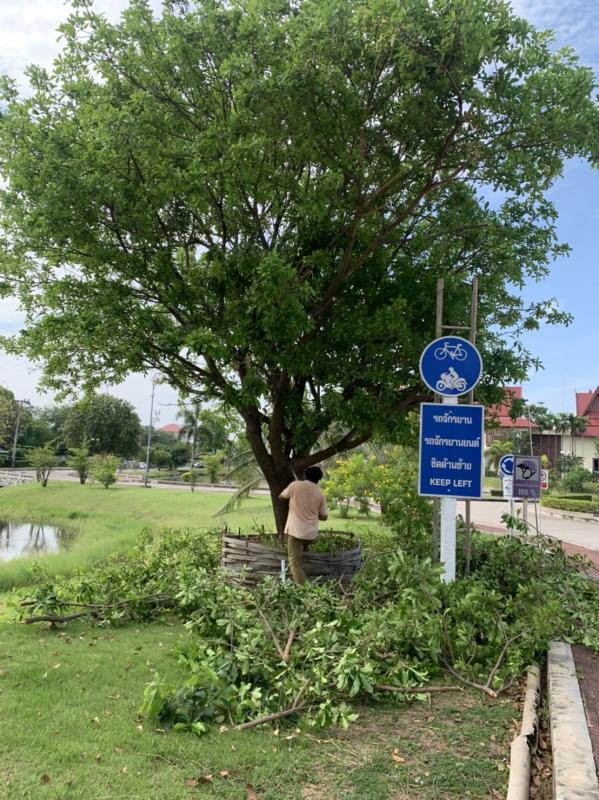 ดำเนินการตัดแต่งกิ่งไม้ บริเวณรอบรั้วด้านข้างสำนักงานองค์การบริหารส่วนจังหวัดตาก พร้อมทั้งปรับปรุงภูมิทัศน์