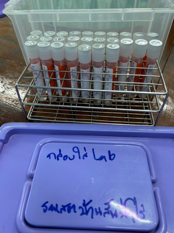 13/3/66 รพ.สต.บ้านสันป่าไร่ รณรงค์ตรวจคัดกรองมะเร็งปากมดลูก ด้วยวิธี HPV self sampling ระหว่างวันที่ 13-16 มีนาคม 2566 (วันแรก มีผู้มารับบริการ 31 ราย)