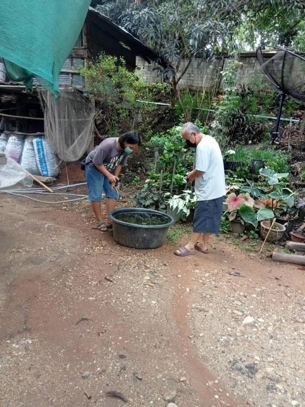 18/5/66 รพ.สต.บ้านสันป่าไร่ร่วมกับอาสาสมัครสาธารณสุขในเขตรับผิดชอบ 3 หมู่บ้าน รณรงค์สำรวจและทำลายแหล่งเพาะพันธ์ลูกน้ำยุงลาย ครั้งที่ 2 ประจำเดือนพฤษภาคม 2566