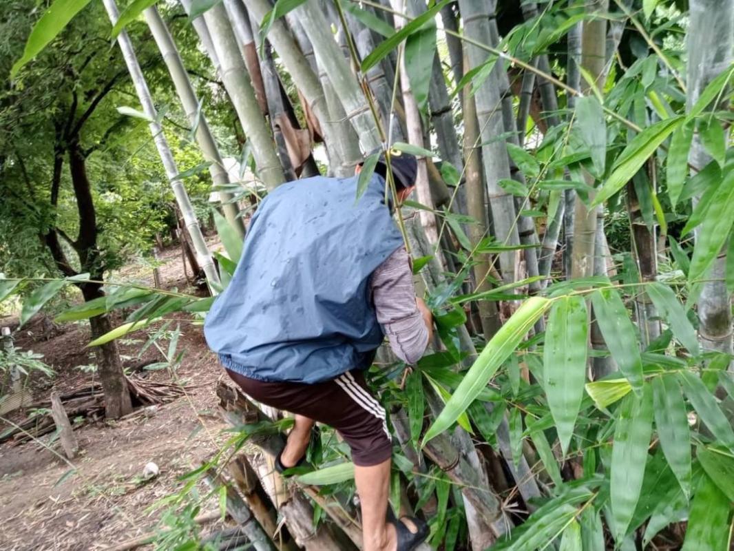 23/6/66 จนท.รพ.สต.บ้านสันป่าไร่ร่วมกับอสม.ม.3บ้านป่าไร่เหนือ ควบคุมโรครอบ2 เคสนางจ้าวา ภูมิพระธาตุ