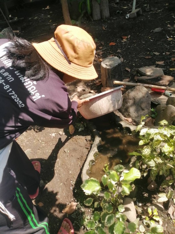 18 ตค. 67 จนท.รพ.สต.บ้านสันป่าไร่ร่วมกับอาสาสมัครสาธารณสุขหมู่ที่ 2 บ้านตีนธาตุ, หมู่ที่3 บ้านป่าไร่เหนือและหมู่ที่ 5 บ้านสันป่าไร่ รณรงค์สำรวจและทำลายแหล่งเพาะพันธ์ลูกน้ำยุงลาย รอบที่ 2 เดือนตุลาคม 67