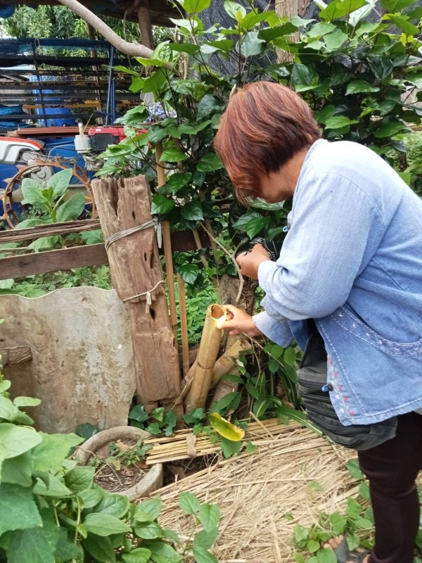 9 พ.ย.67 รพ.สต.บ้านสันป่าไร่ร่วมกับอาสาสมัครสาธารณสุขหมู่ที่2,3และ5 สำรวจและทำลายแหล่งเพาะพันธ์ลูกน้ำยุงลาน รอบที่ 1 เดือนพฤศจิกายน