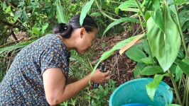 26 พฤษภาคม 2568 รพ.สต.บ้านสันป่าไร่ร่วมกับอาสาสมัครสาธารณสุข หมู่ที่ 3 บ้านป่าไร่เหนือ สำรวจและทำลายแหล่งเพาะพันธ์ลูกน้ำยุงลาย 100 เมตร รอบบ้านงานศพ จำนวน 11 หลัง จำนวนภาชนะทั้งหมด 87 ชิ้น พบ 2 ชิ้น ภาชนะที่พบทำลายทิ้งเรียบร้อยแล้ว