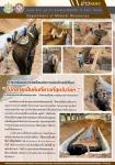 นายณัฐวุฒิ ทวีเกื้อกูลกิจ นายกองค์การบริหารส่วนจังหวัดตาก ในฐานะผู้อำนวยการอุทยานธรณีไม้กลายเป็นหินตากพร้อมด้วย ว่าที่ ดร.ฑีฆะพล ทวีเกื้อกูลกิจ รองนายกองค์การบริหารส่วนจังหวัดตาก นำเจ้าหน้าที่ ร่วมดำเนินการ จัดเรียงหินกรวด ในบริเวณ ไม้กลายเป็นหิน ต้นที่ 1