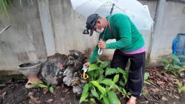 18/6/66 จนท.รพ.สต.บ้านสันป่าไร่ร่วมกับอสม.ม.3บ้านจบปิ ควบคุมโรคไข้เลือดออกรอบ2 เคสดญ.เพ็ญพิชชา ธาราคีรีและรอบแรก ดช.ณัฐคุณ พงษ์ไทย