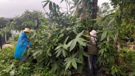 23/6/66 จนท.รพ.สต.บ้านสันป่าไร่ร่วมกับอสม.ม.3บ้านป่าไร่เหนือ ควบคุมโรครอบ2 เคสนางจ้าวา ภูมิพระธาตุ