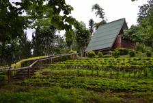 สวนป่าแม่ละเมา(องค์กรอุตสาหกรรมป่าไม้)