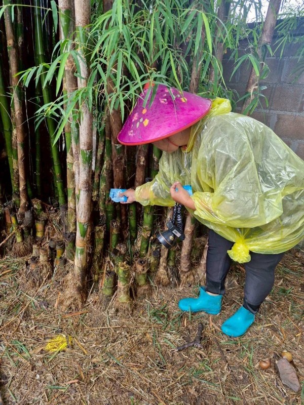 20 มิถุนายน 2568 รพ.สต.บ้านสันป่าไร่ร่วมกับอาสาสมัครสาธารณสุข หมู่ที่ 5 บ้านสันป่าไร่ ควบคุมโรครอบที่ 3 เคส นส.พิชชญา ติ๊บลังกาและ รอบที่ 2 เคสนางเกสร อุดเป็งเครือ จำนวนบ้านทั้งหมด 37 หลัง จำนวนภาชนะทั้งหมด 398 ชิ้น พบลูกน้ำ 4 หลัง ภาชนะ 7 ชิ้น ค่าBI=18.9